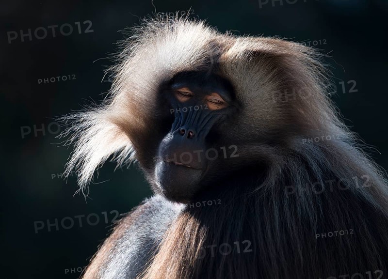 Gelada baboon