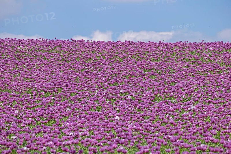 Opium poppy