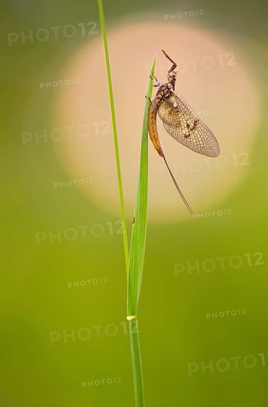 Mayfly