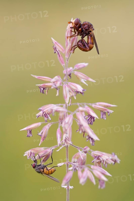 Thick-headed fly