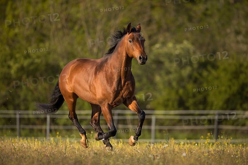 Brown Warmblood gelding at a gallop in the meadow