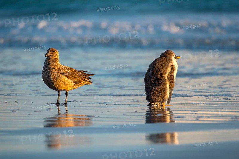 Great skua