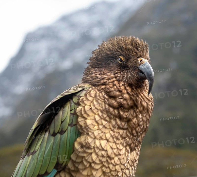Kea