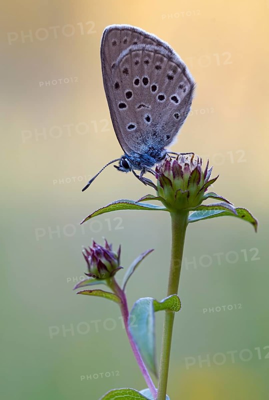 Mountain Alcon blue