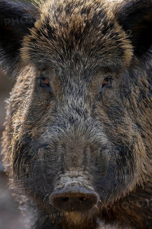Wild boar