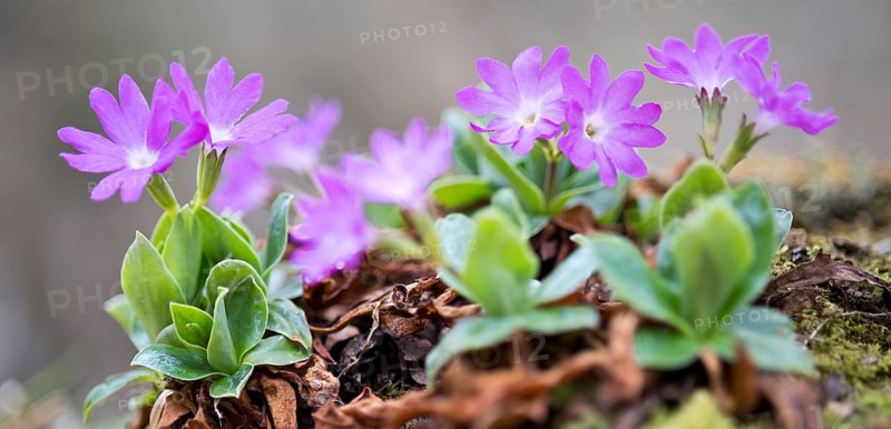 Stinking primrose