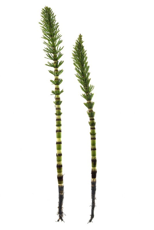 Field horsetail