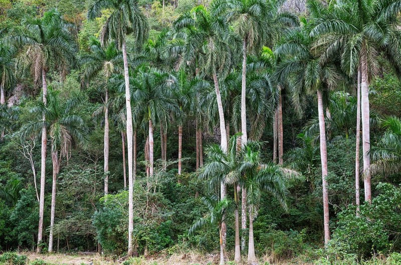 Royal palms