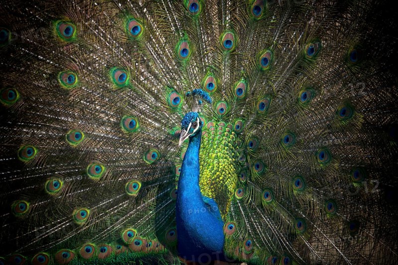 Indian peafowl