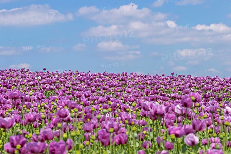 Opium poppy