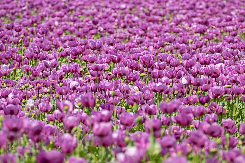 Opium poppy