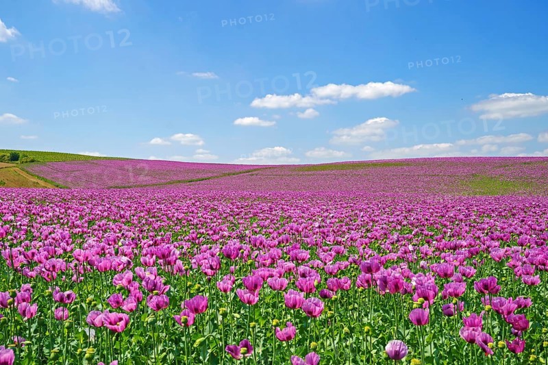 Opium poppy