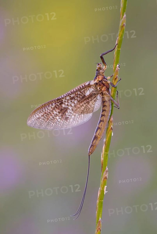 Mayfly