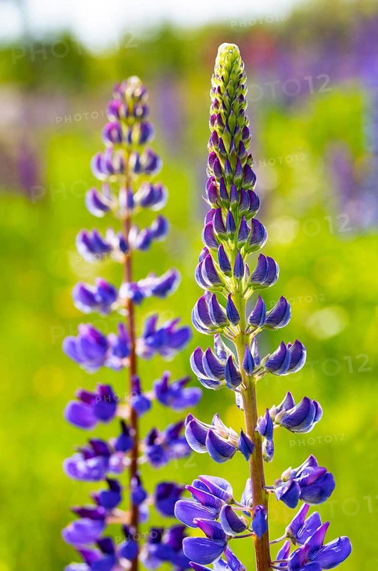 Lupines