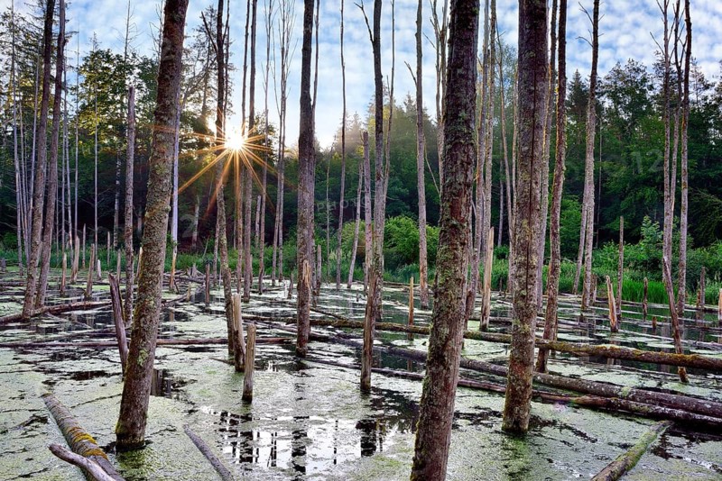 Lake created by beaver feeding at sunrise