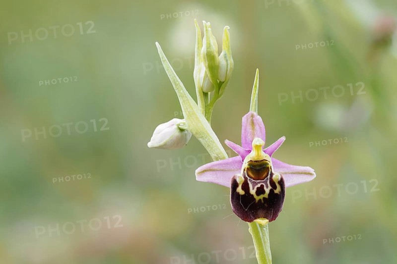 Flower of the Late spider-orchid