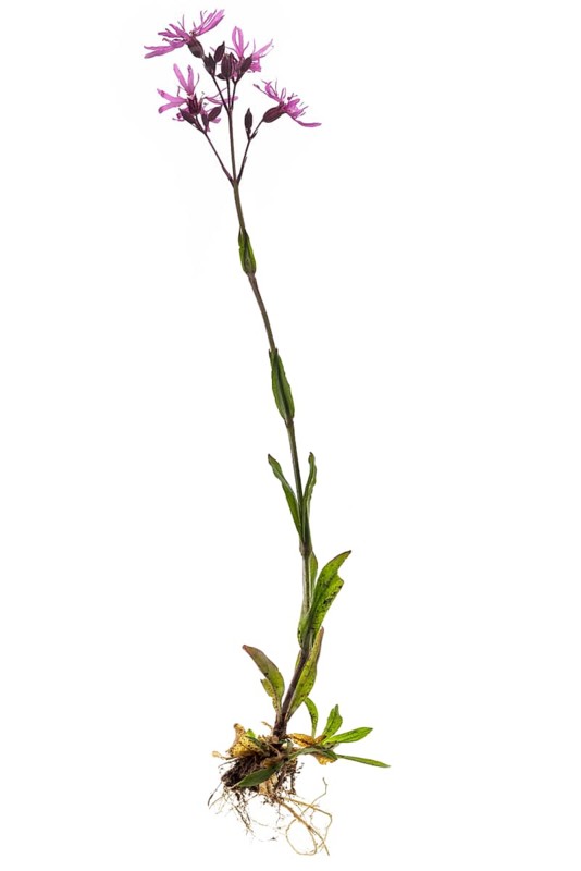 Ragged Robin