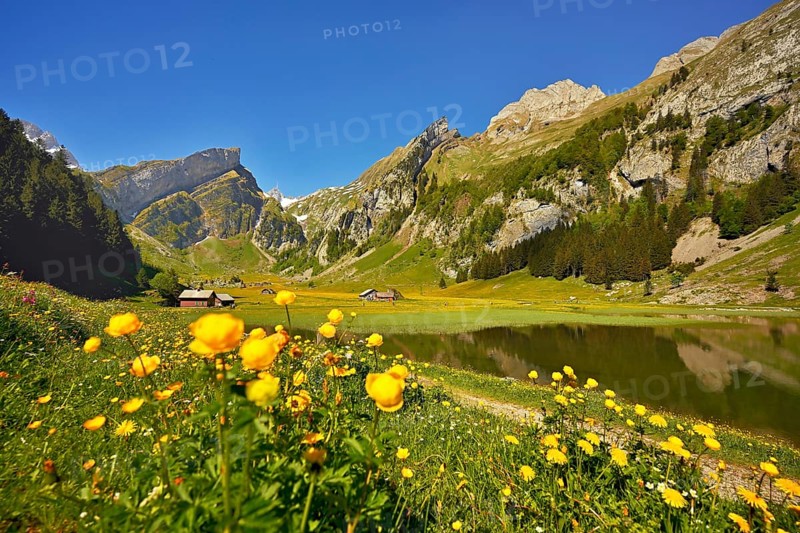 Flowering Marsh marigolds