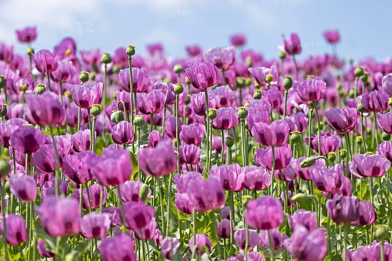 Opium poppy