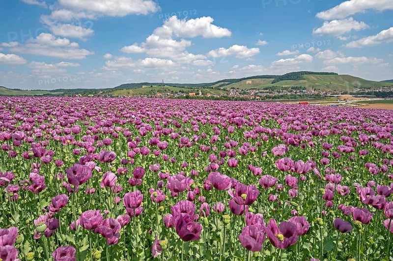 Opium poppy