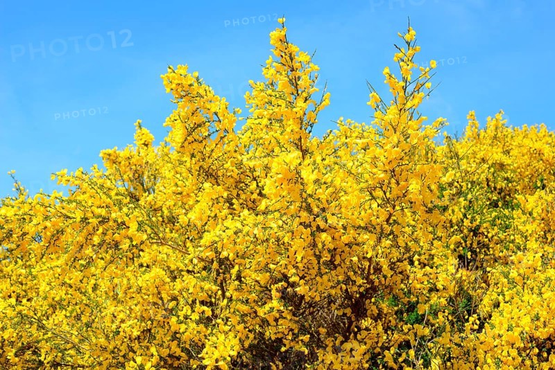 Blooming Common broom