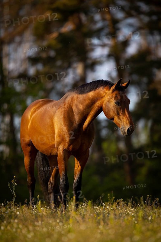 Portrait of a bay Warmblood gelding on a meadow