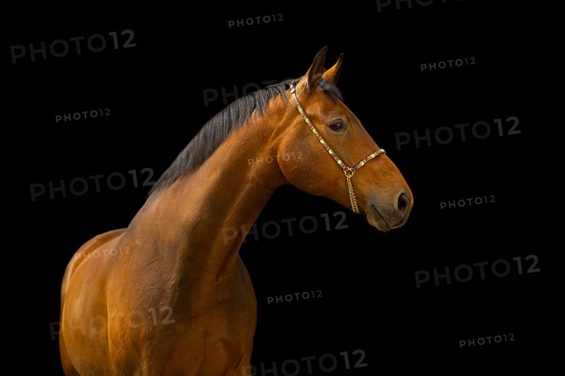 Portrait of a bay Warmblood gelding with halter in front of a black background