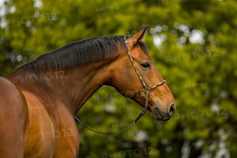 Portrait of a bay Warmblood gelding with halter