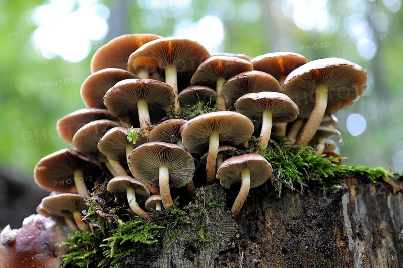 Two-tone woodtuft