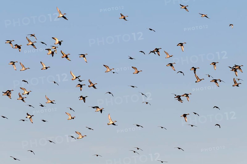 Pintail