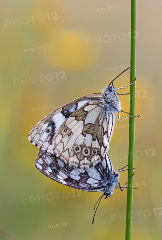 Chessboard butterfly