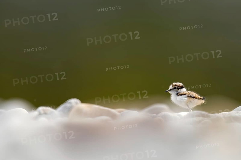 Little Ringed Plover