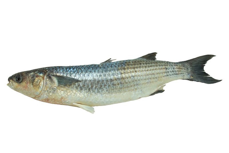 Grey mullet