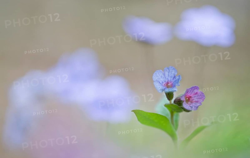 Common lungwort