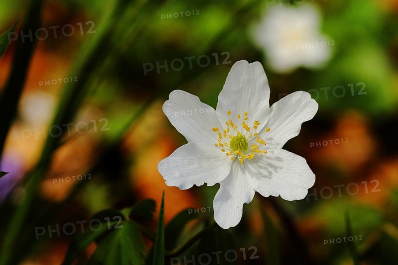 Wood anemones
