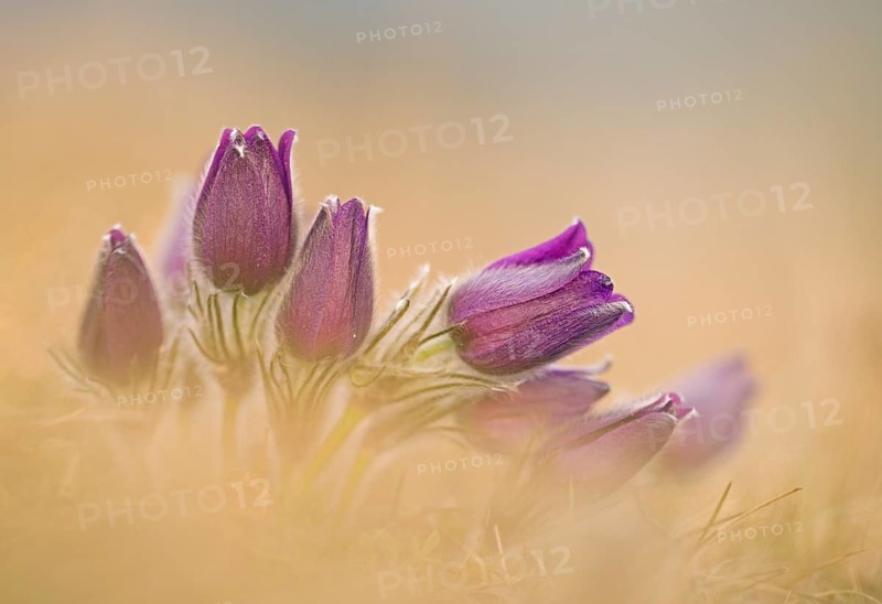 Pasque flowers