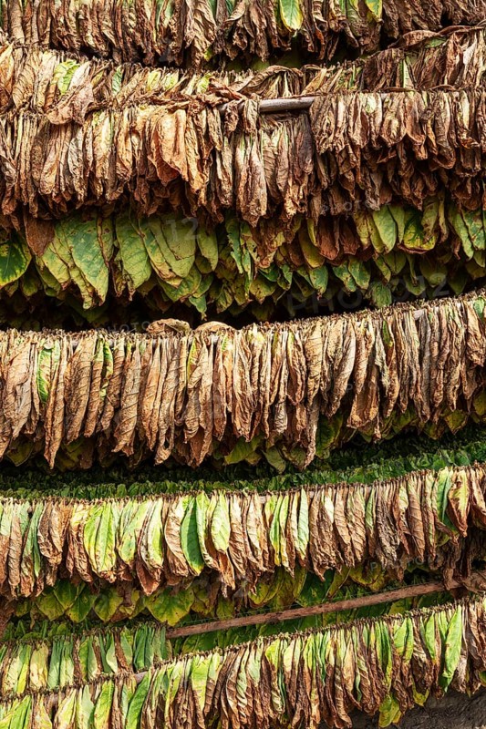 Cultivated tobacco