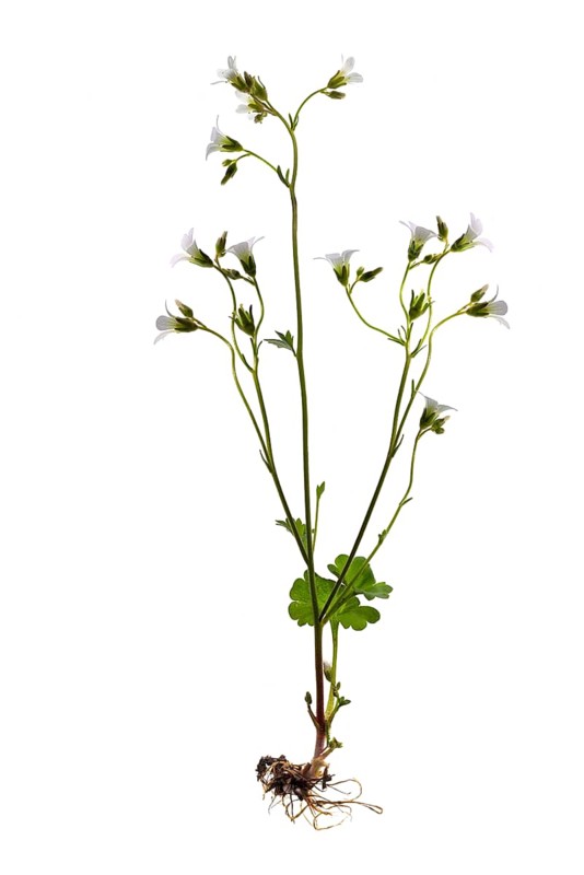 Meadow saxifrage