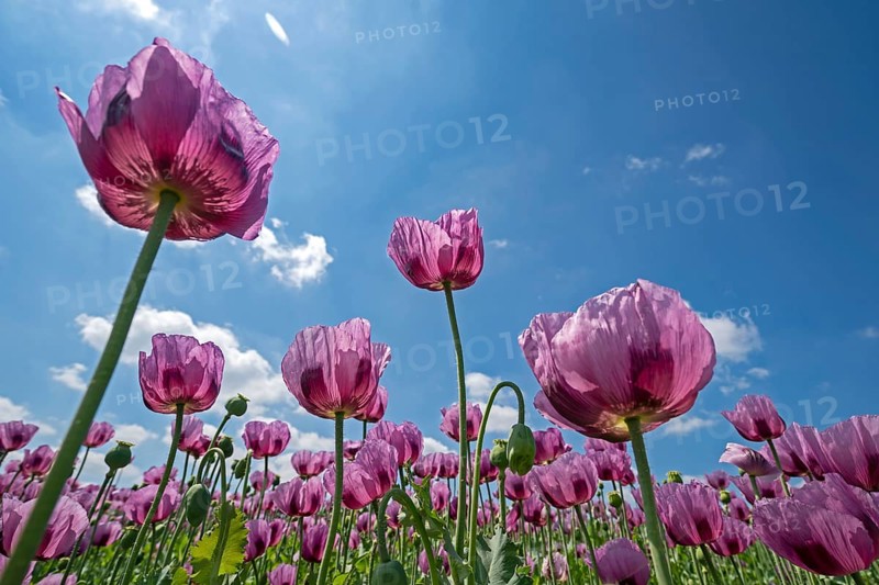 Opium poppy