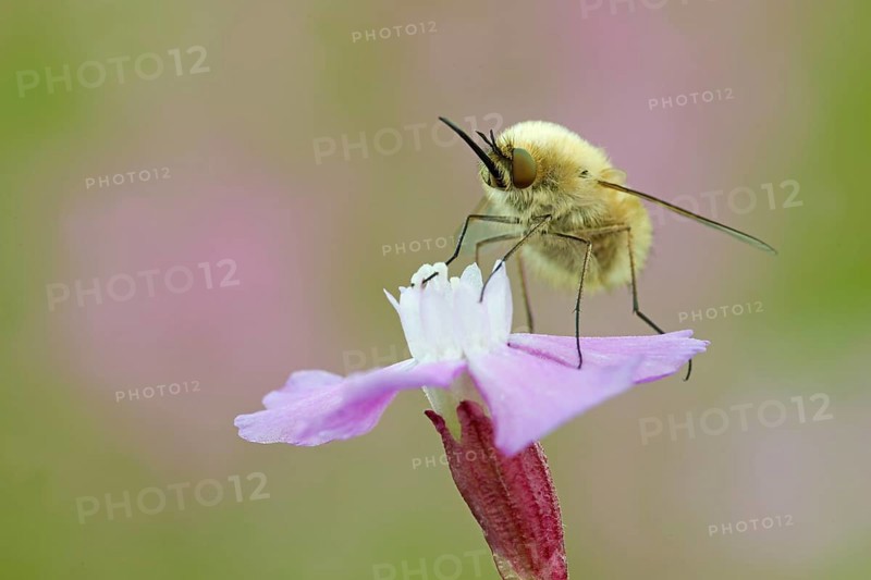 Bee fly