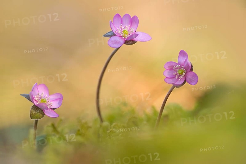 Liverwort