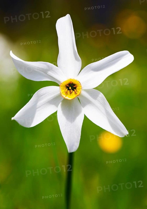Poet's Daffodil