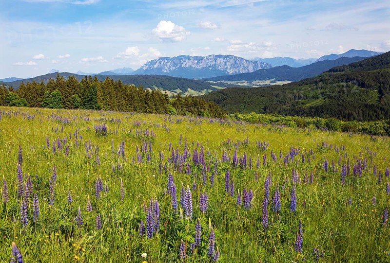 Lupines