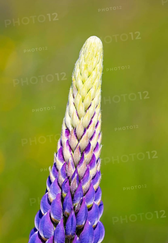 Lupines