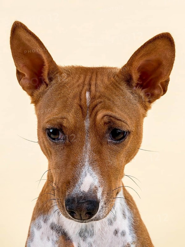 Basenji or Congo Terrier