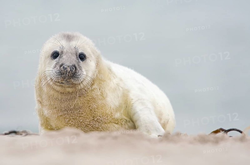 Grey seal