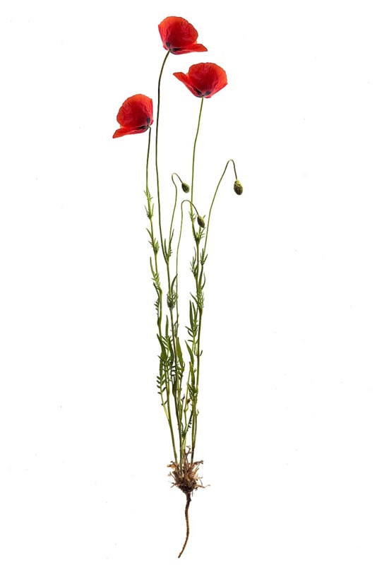 Corn poppies