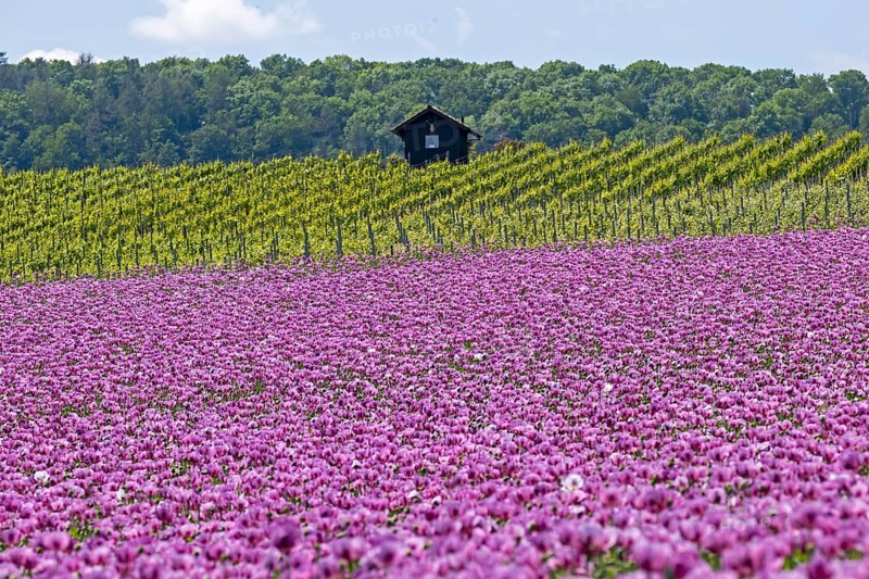 Opium poppy