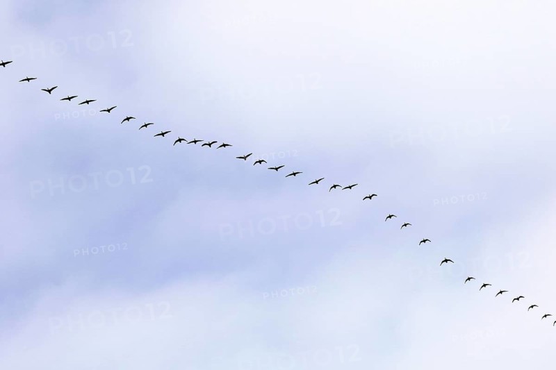 Canada goose