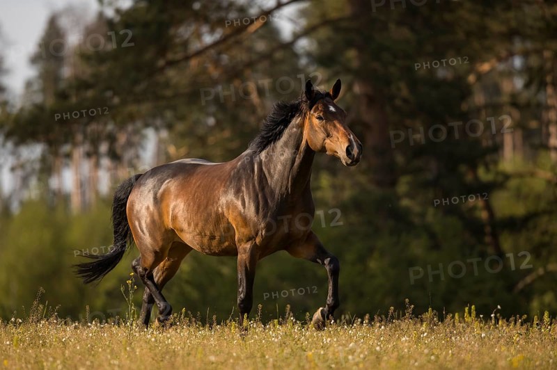 Brown Holstein mare in trot on the pasture